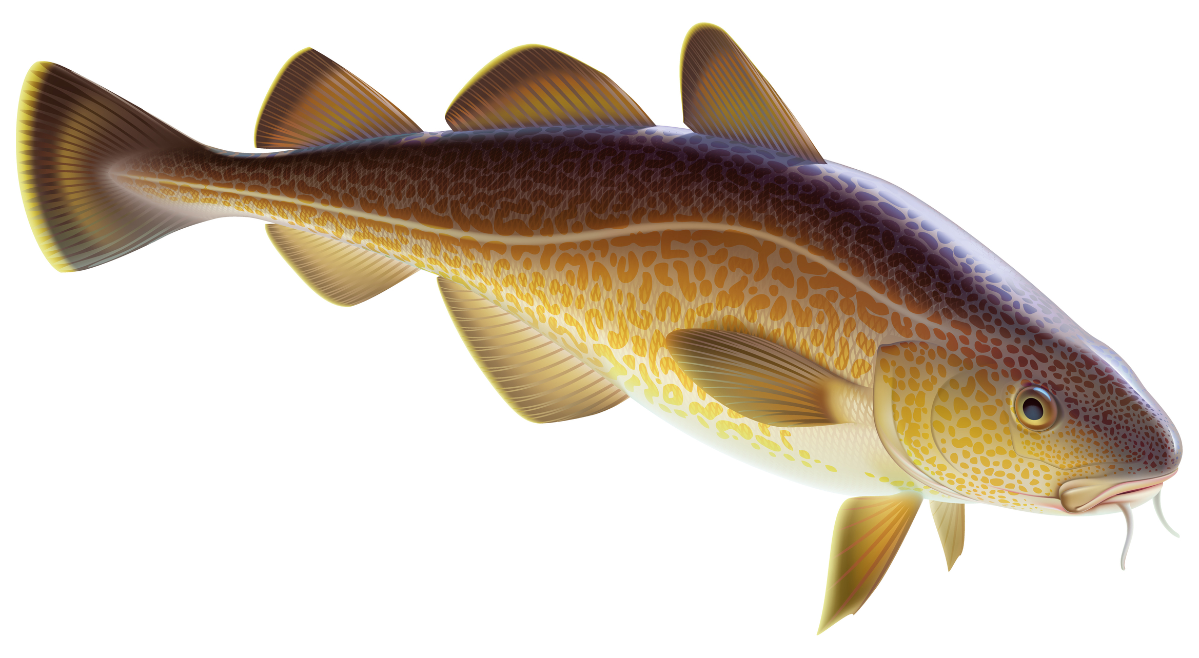 Cod; cod or Alaska cod